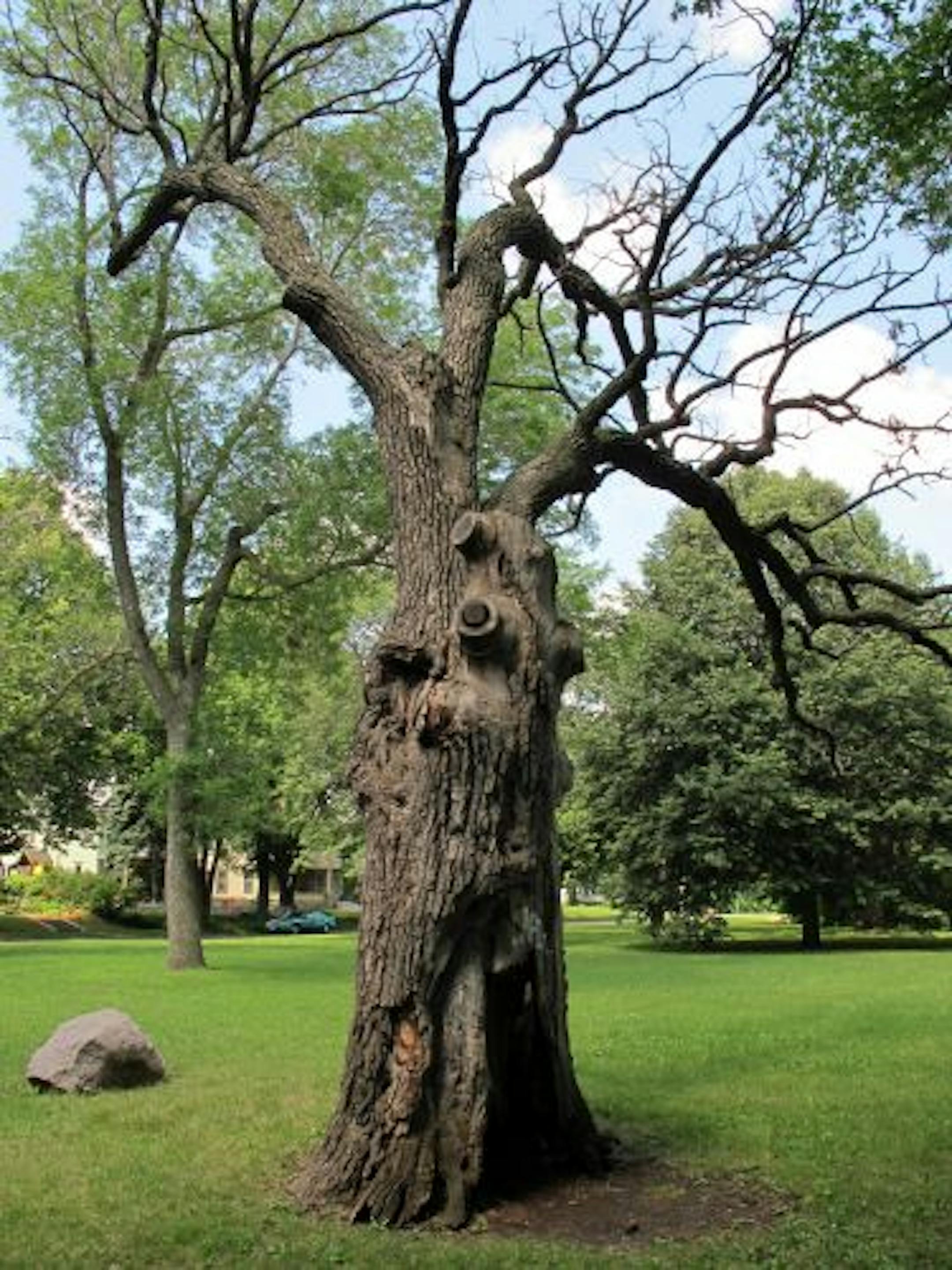 This bur oak, located off Franklin Terrace near West River Parkway, is thought to be at least 300 years old. It is scheduled for removal, but first there will be a celebration at 6:30 p.m. Sunday.