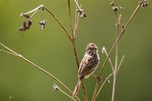 A song sparrow along the Mississippi River in 2020 in St. Paul.