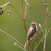 A song sparrow along the Mississippi River in 2020 in St. Paul.