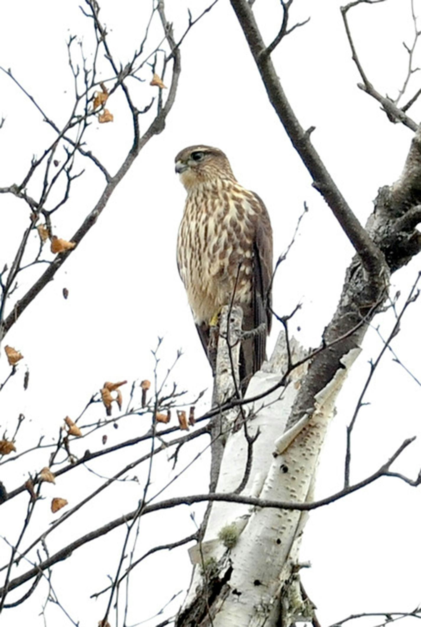 A merlin perched in a birch tree.
