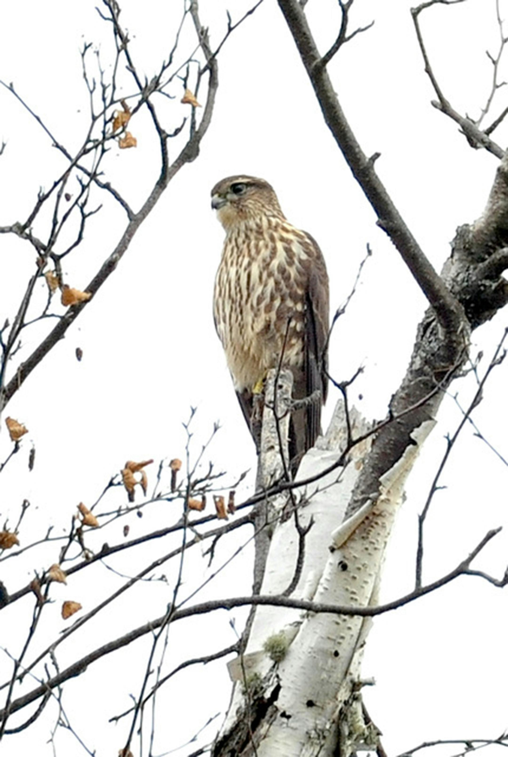 A merlin perched in a birch tree.