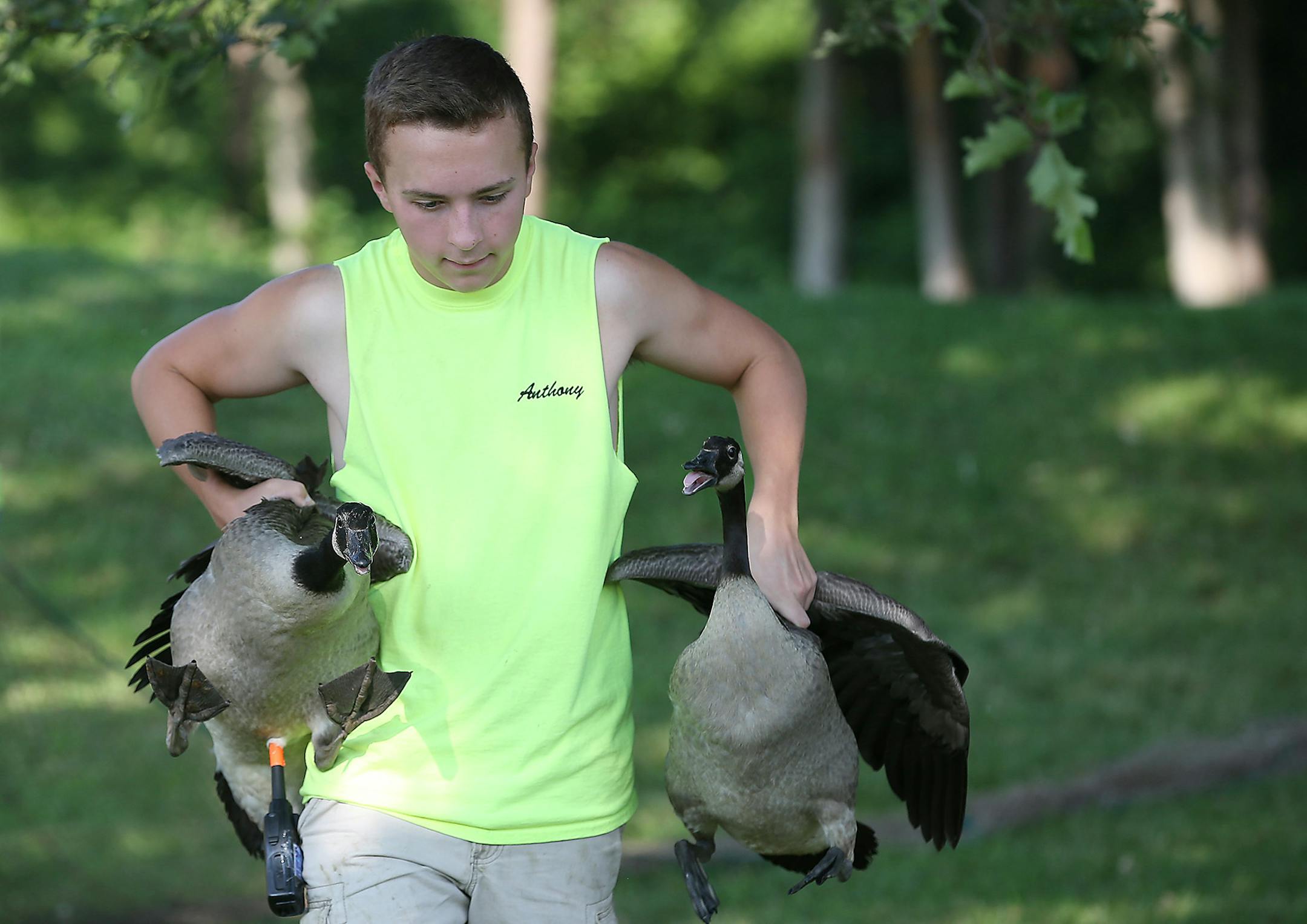 Geese are removed from mid-June to mid-July, when adults are molting and can’t fly, and goslings haven’t developed their flight feathers.