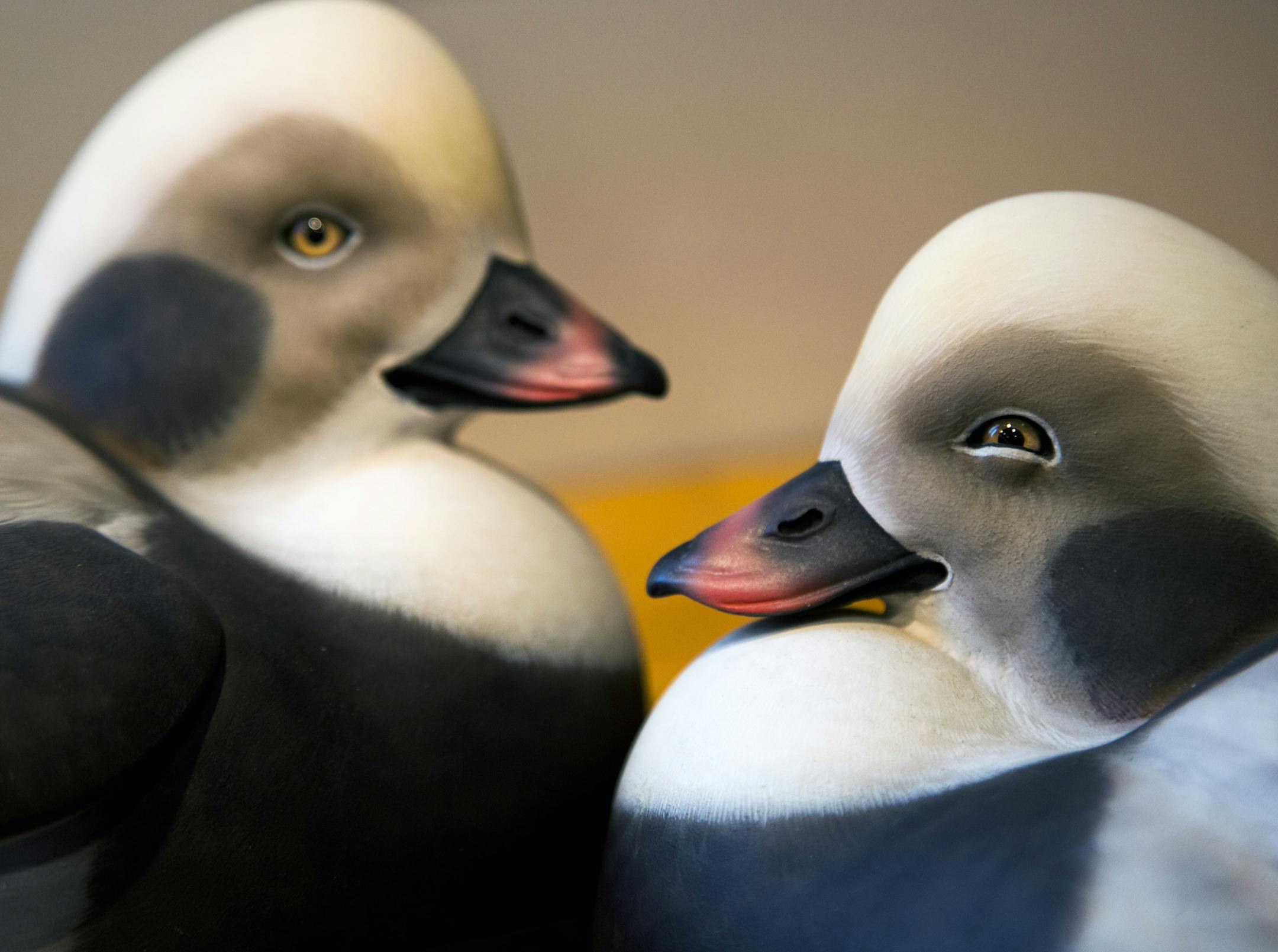These two long-tailed ducks, with very realistic feathering were carved by Tom Flemming, one of Minnesota's top duck decoy carvers, ] BRIAN PETERSON &#x201a;&#xc4;&#xa2; brianp@startribune.com St. Bonifacius, MN - 2/3/2015