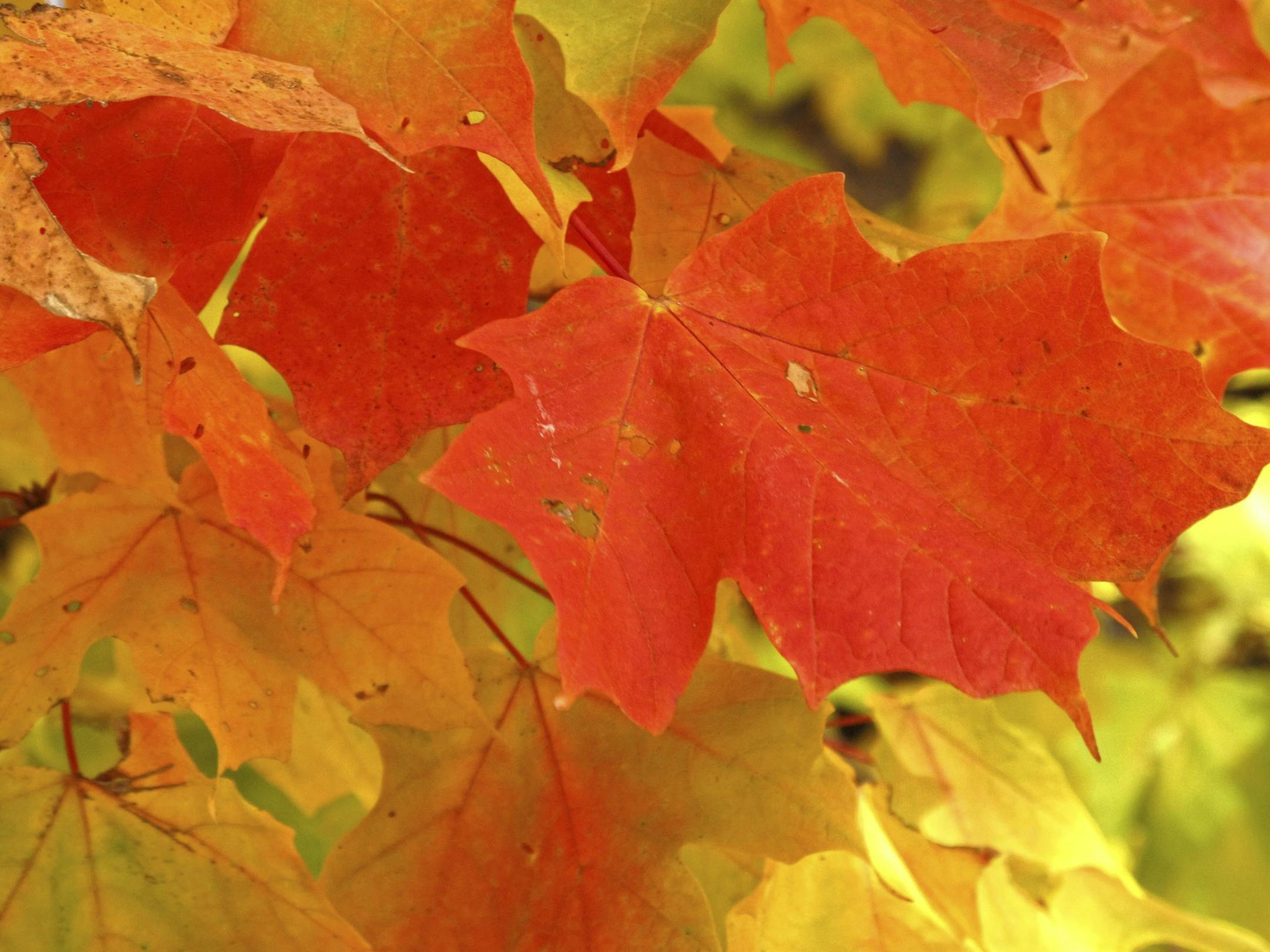 Maples make up more than 20 percent of the trees in Minnesota.