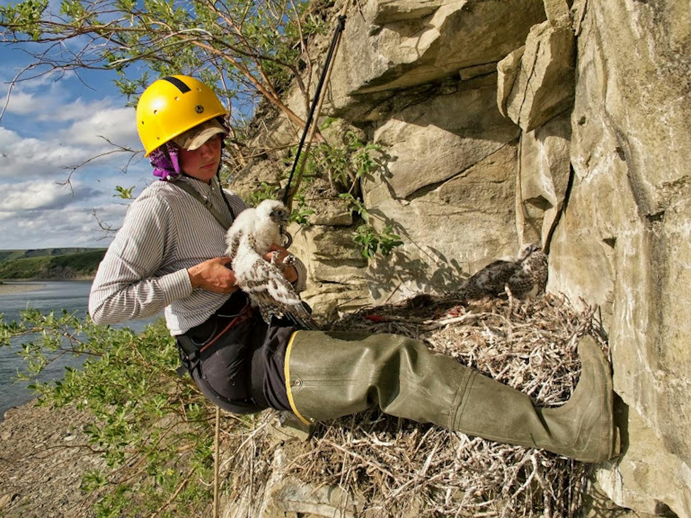 Stephanie Hawkins examines a peregrine falcon in Alaska in 2011.
Provided by attorney Joe Larson