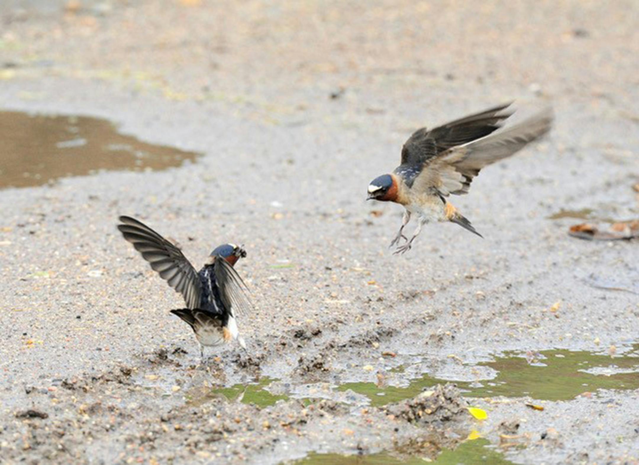 A swallow on the ground with mud in its beak on the left while a bird on the right comes in to land.