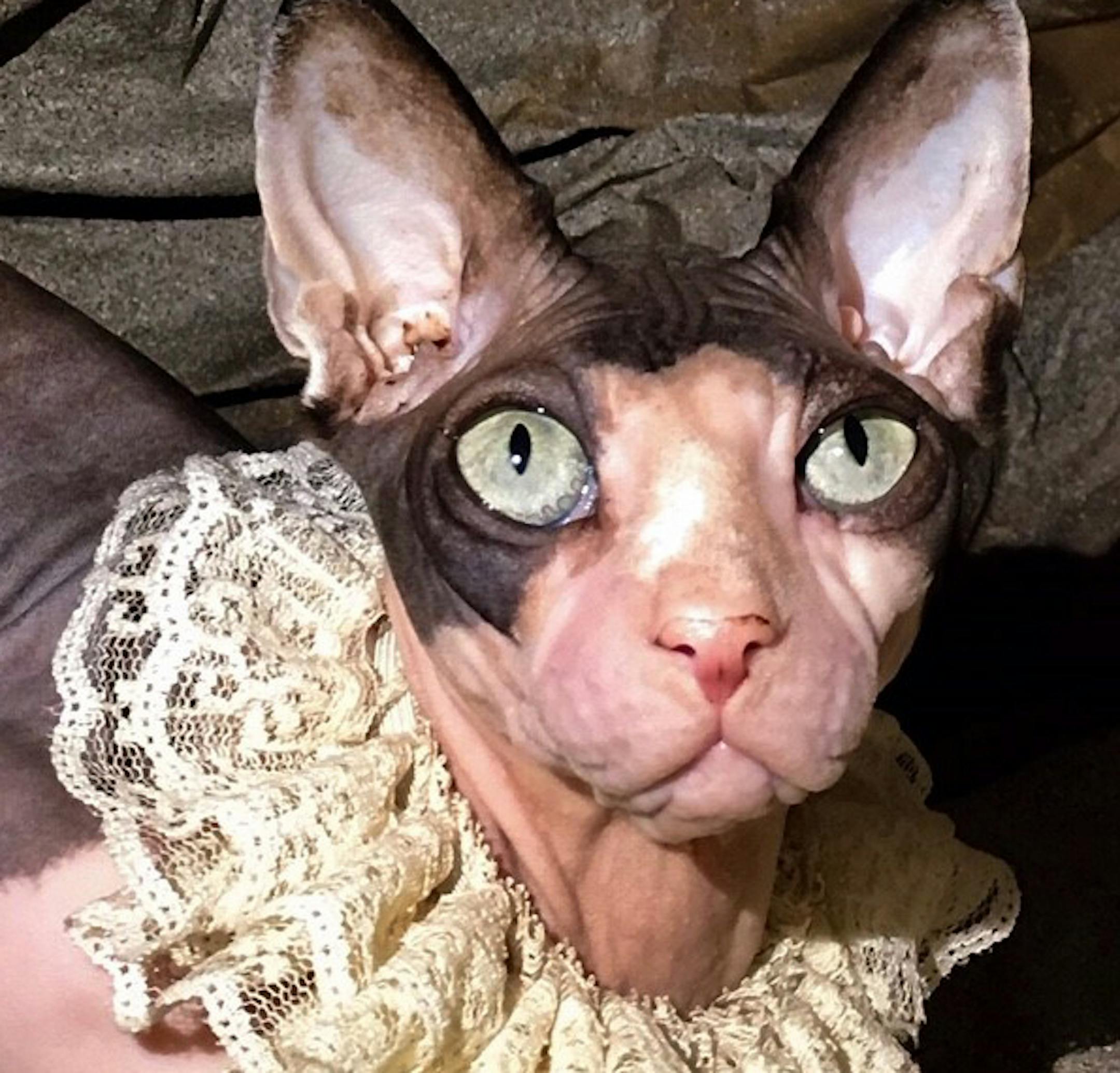 Scary:
First place
Pet: Remy
Owner: Jami Kenyon, of Forest Lake
Comment: Kenyon was inspired by the Stephen King movie, “It: Chapter Two,” to turn her hairless sphynx cat, Remy, into the evil clown, Pennywise. Kenyon’s other sphynx cat, Loki, was a winner in the scary category in our contest last year. 2019 Halloween Pet Costume Contest