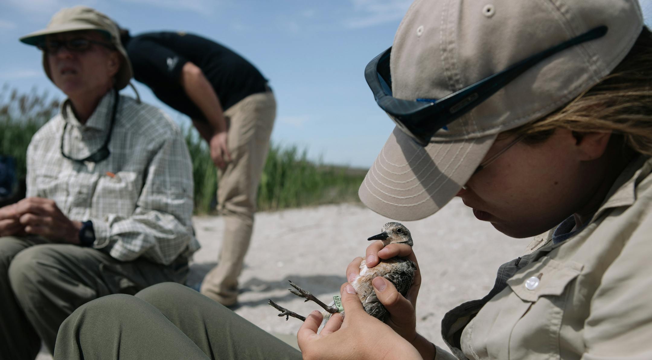 A red knot, a type of migratory shorebird that feeds on horseshoe crab eggs, is weighed, measured and tagged by a team of researchers and volunteers at Reeds Beach in New Jersey, May 21, 2019. For decades, drug companies have depended on a component in the blood of the horseshoe crab to test injectable medicines, including vaccines, for dangerous bacterial contaminants called endotoxins. (Michelle Gustafson/The New York Times)