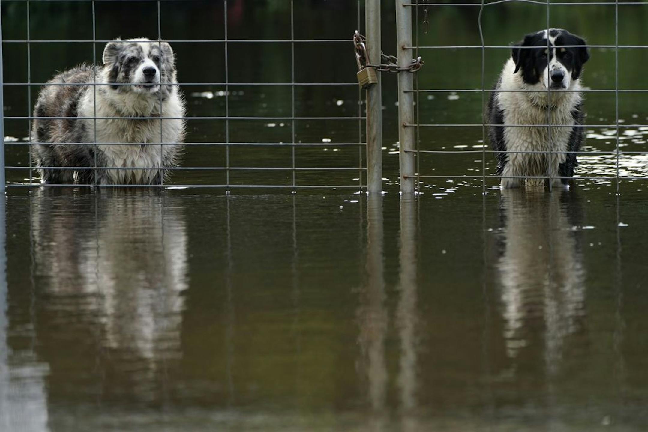 Two dogs look out from a flooded field in the aftermath of Tropical Storm Eta, Monday, Nov. 9, 2020, in Davie, Fla. A deluge of rain from Tropical Storm Eta caused flooding Monday across South Florida's most densely populated urban areas, stranding cars, flooding businesses, and swamping entire neighborhoods with fast-rising water that had no place to drain.