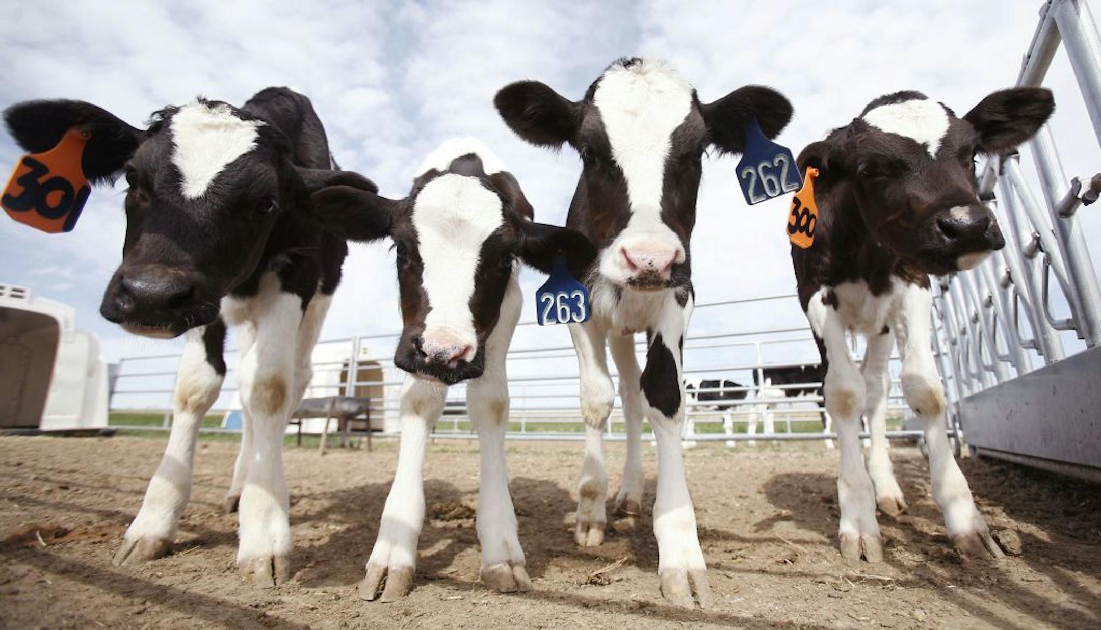 A group of young dairy cows.