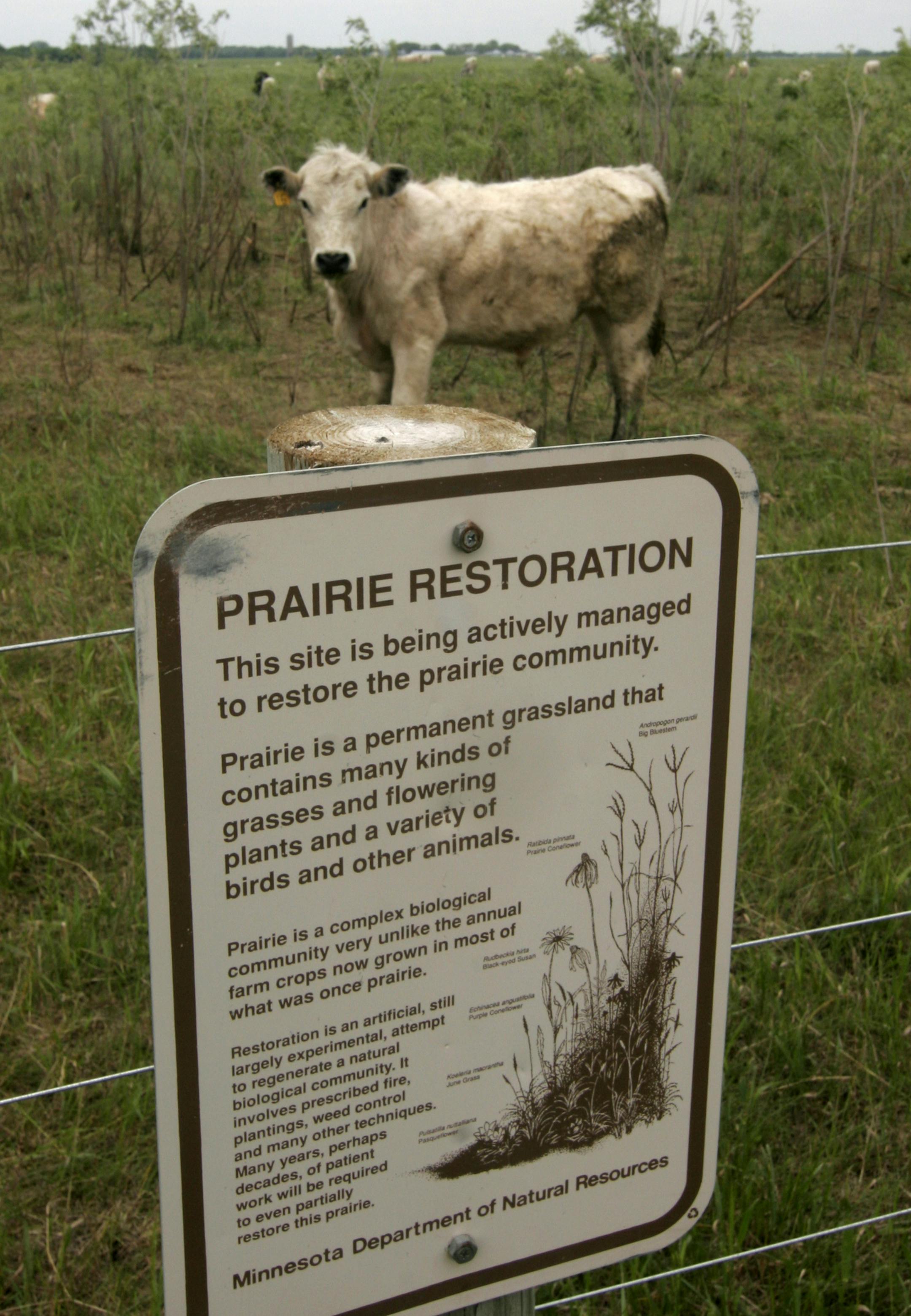 DNR officials are using grazing on the Crow River Wildlife Management Area in Stearns County to improve grasslands there. The grazing is intended to increase plant diversity and restore biodiversity on the grasslands.