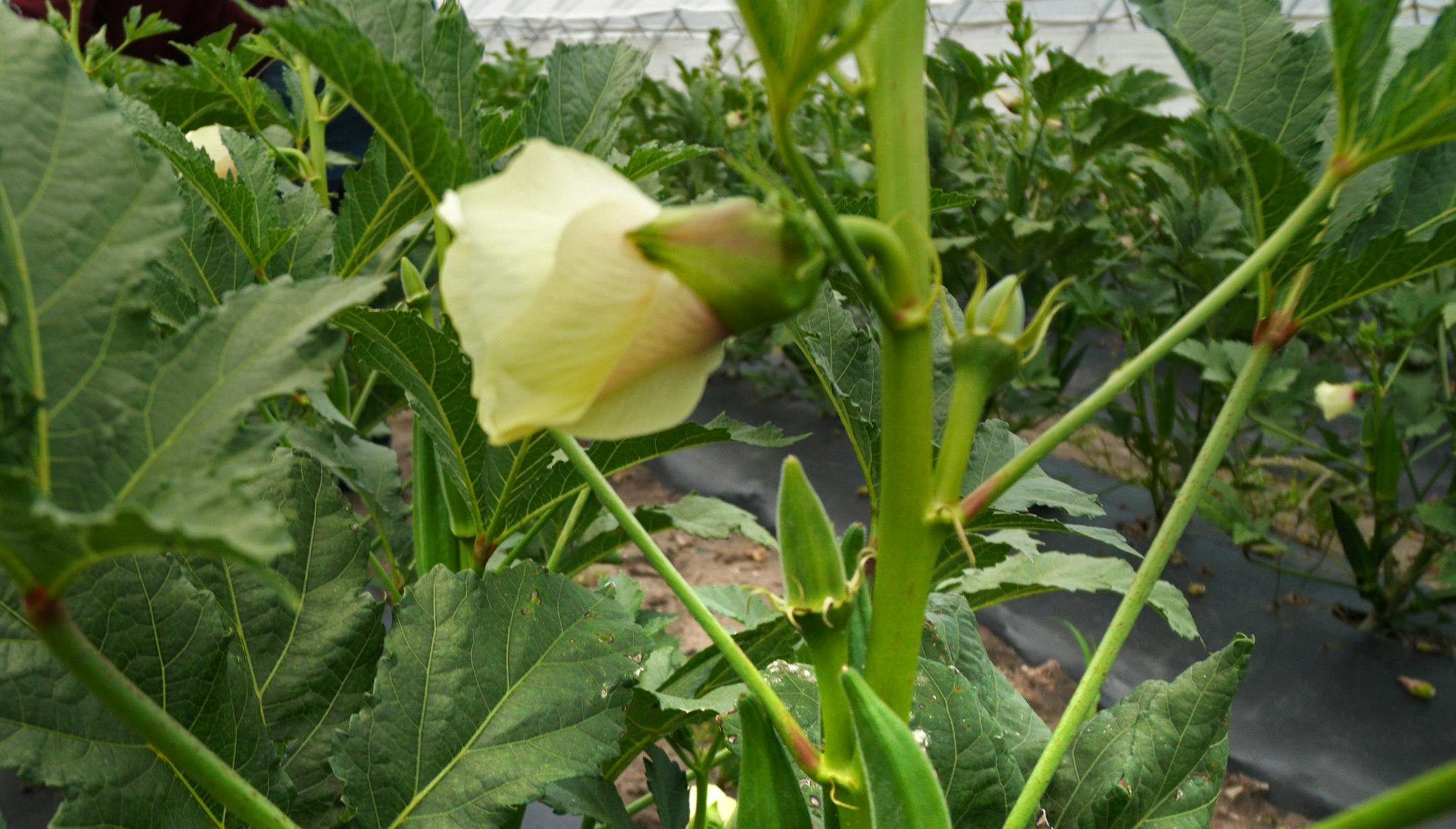 It's the season for okra, harvested now at UntiedtÕs Vegetable Farm, and often used by chefs. ] brian.peterson@startribune.com
Montrose, MN
Monday, August 26, 2019