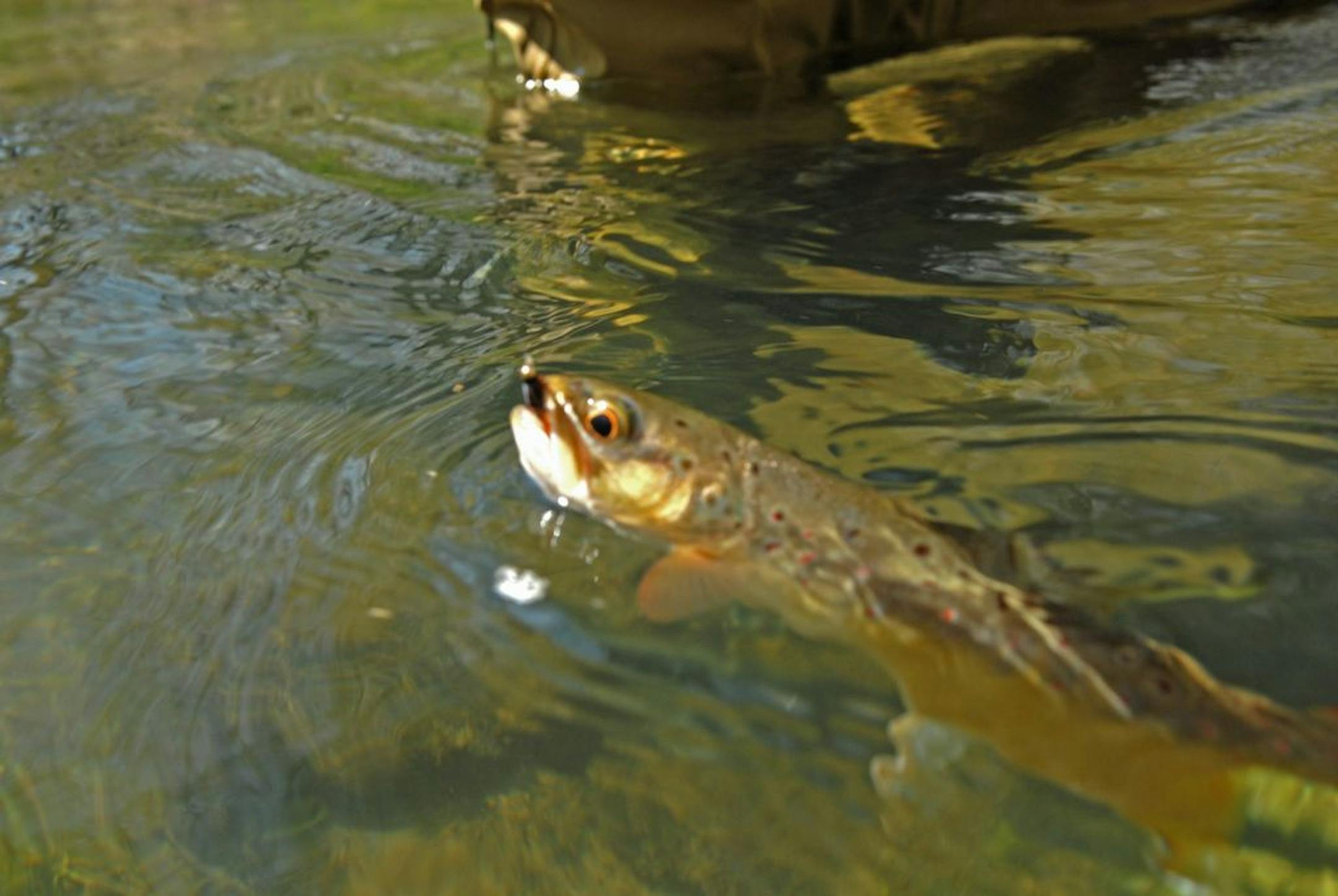 Dennis Anderson brought to hand a brown trout he caught on Saturday in Hay Creek.