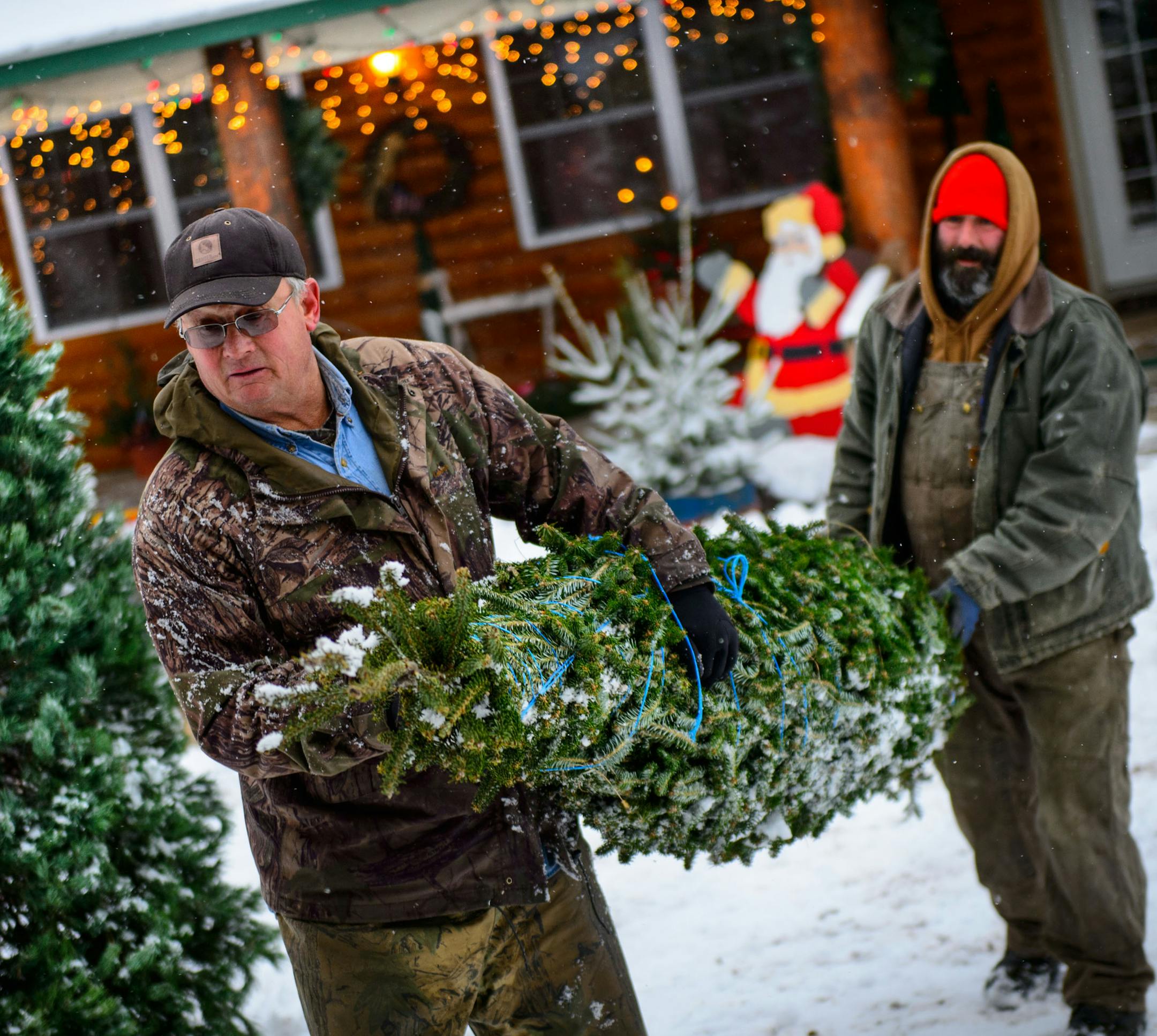 At Happy Land Tree Farms in Sandstone, Ken Olson and Geoff Hilty loaded the 12-foot northern grown fraser fir that will be delivered to the Governor's Reception Room in the State Capitol Tuesday. Olson's Christmas trees won the top prize for the third year in a row at the Minnesota State Fair competition earning him the privilege of having one of his trees in the Governor's office as well as the attorney General's office in the Capitol. Monday, December 5, 2013 ] GLEN STUBBE * gstubbe@startribun
