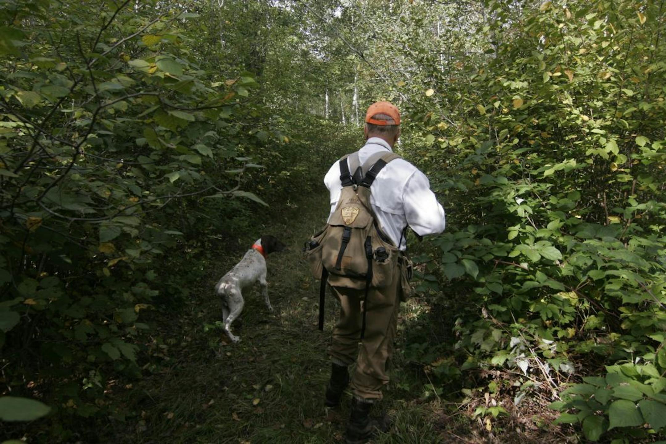 Ted Lundrigan of Pine River, Minn., hunted the north-central Minnesota woods in Cass County for ruffed grouse on Saturday, the opening day of the season. He and his German shorthair, Butch, and son, Max, flushed six birds by noon, bagging one.