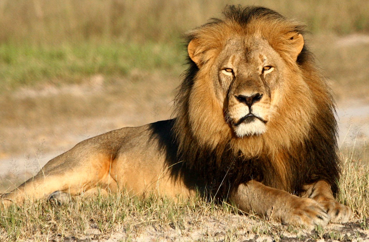 In this undated photo provided by the Wildlife Conservation Research Unit, Cecil the lion rests in Hwange National Park, in Hwange, Zimbabwe. Two Zimbabweans arrested for illegally hunting a lion appeared in court Wednesday, July 29, 2015. The head of Zimbabwe&#xcc;s safari association said the killing was unethical and that it couldn&#xcc;t even be classified as a hunt, since the lion killed by an American dentist was lured into the kill zone.