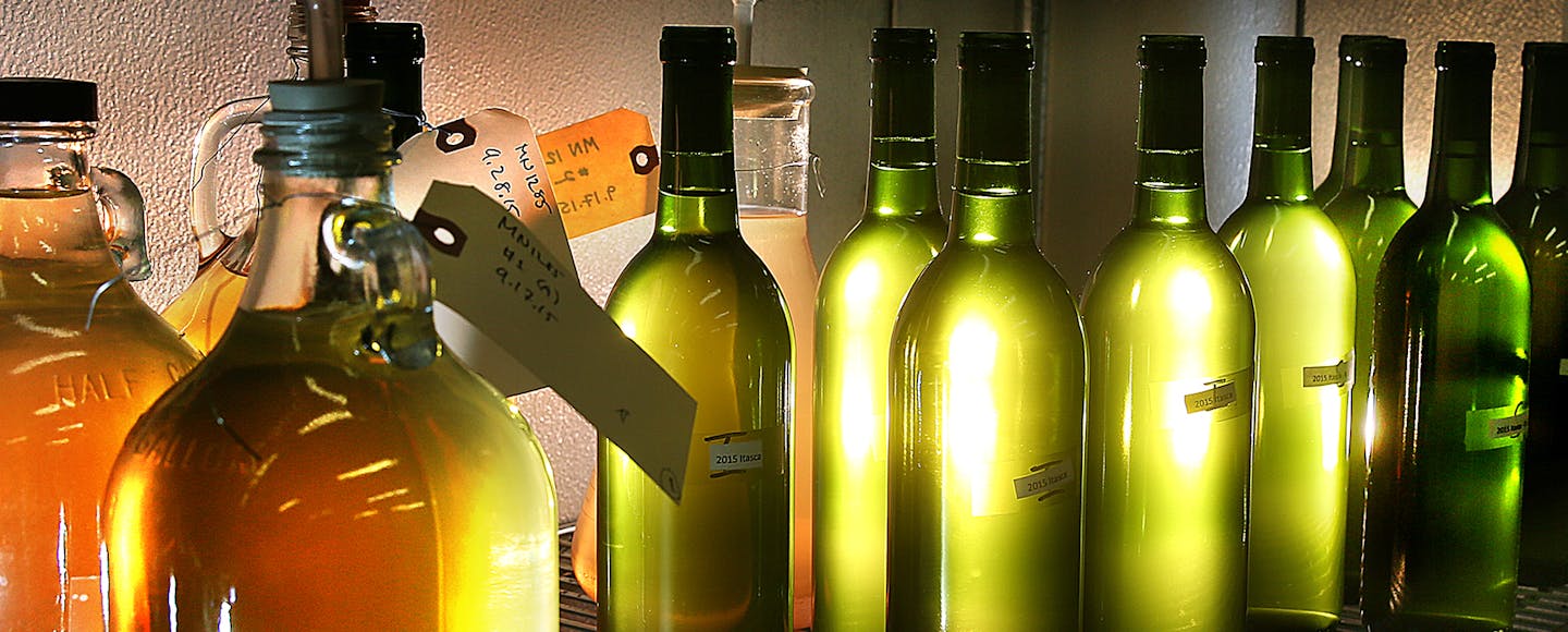 Test batches of wine made from the Itasca variety of grape are kept in a cooler at the U of M Research Station.] JIM GEHRZ &#xef; james.gehrz@startribune.com / Chaska, MN / April 8, 2016 /11:00 AM &#xf1; BACKGROUND INFORMATION: University of Minnesota's new cold-hardy grape release will make it possible for local growers to produce dry white table wine, heralded as a "breakthrough" for the state's growing wine industry. "It's a game changer," said the head of the U's grape-breeding program. John