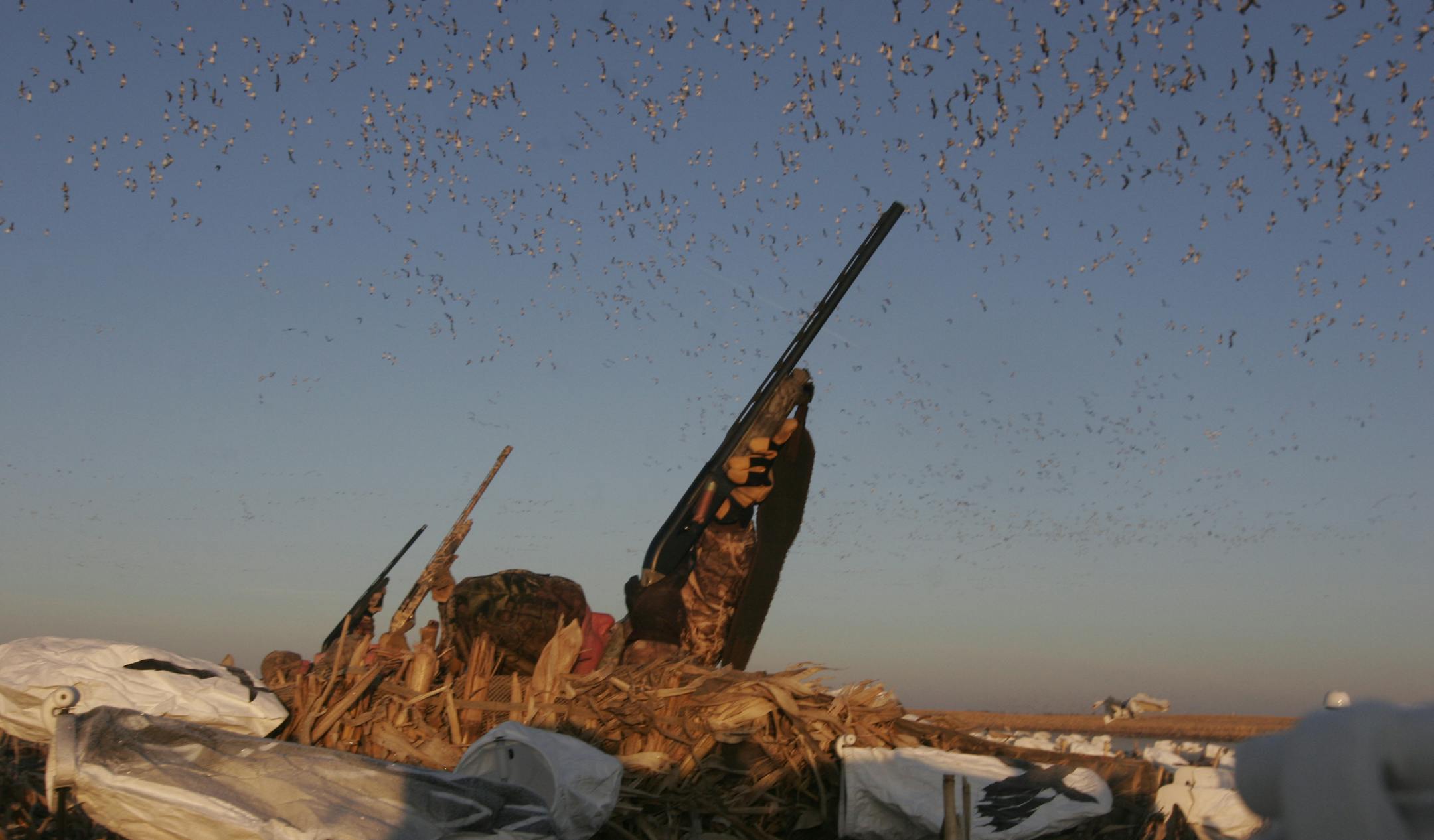 Hunters in layout blinds fire at a flock of snowgeese over the weekend in northeastern South Dakota. The geese are notoriously difficult to decoy. This photo was taken with a 24mm wide-angle lens, which makes the geese appear more distant than they were. Doug Smith/Star Tribune; March 29, 2014.