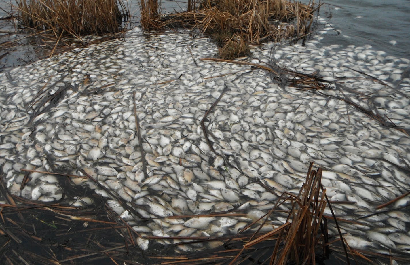 Dead panfish floated atop Pelican Lake in Wright County last spring following a winterkill caused by the harsh winter. The DNR is dramatically lowering the lake's water level to help improve water quality and wildlife habitat. Photo by Peter Borash, DNR