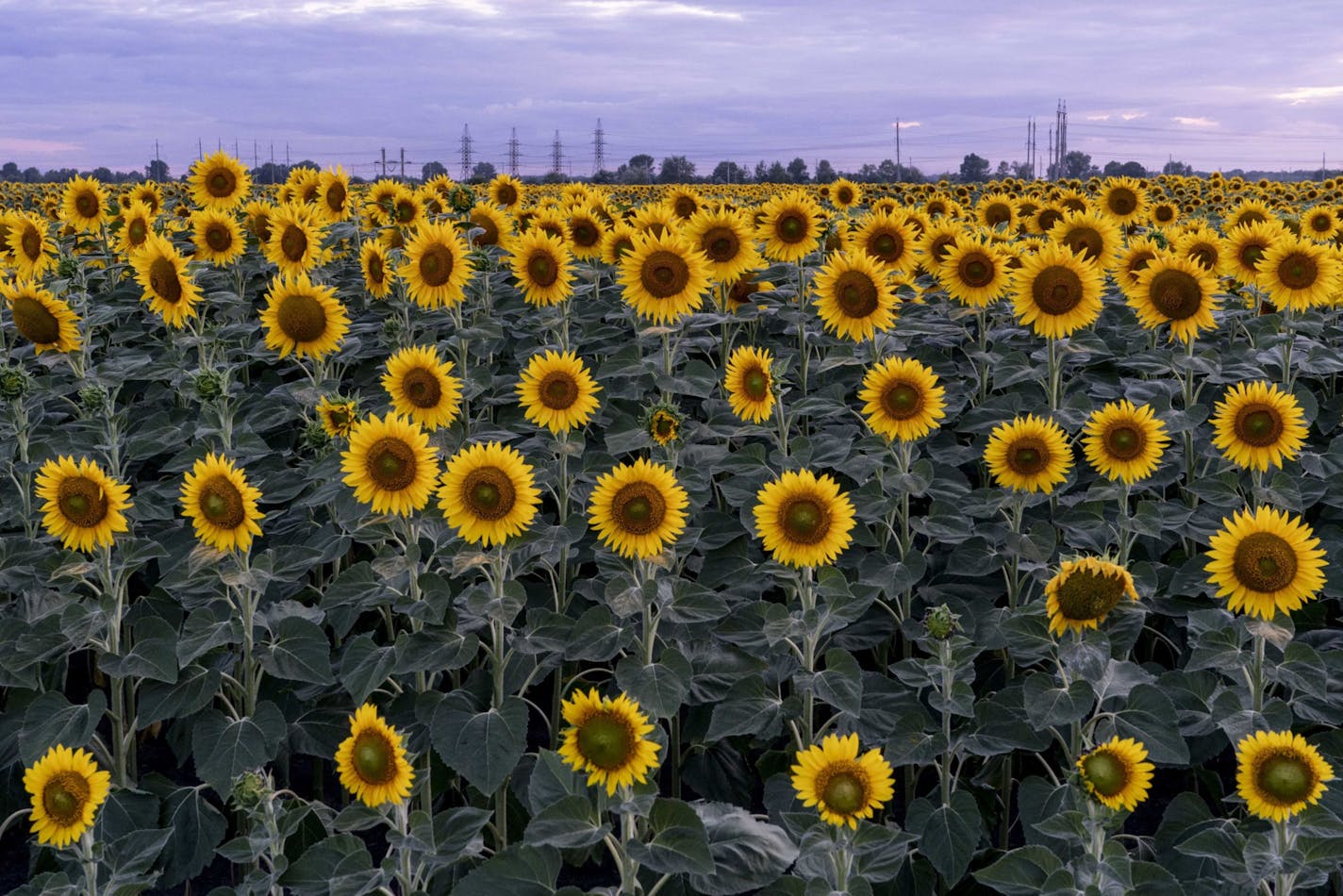 A field of sunflowers near Horishni Plavni, Ukraine, is shown in 2019. MUST CREDIT: Bloomberg photo by Evgeniy Maloletka