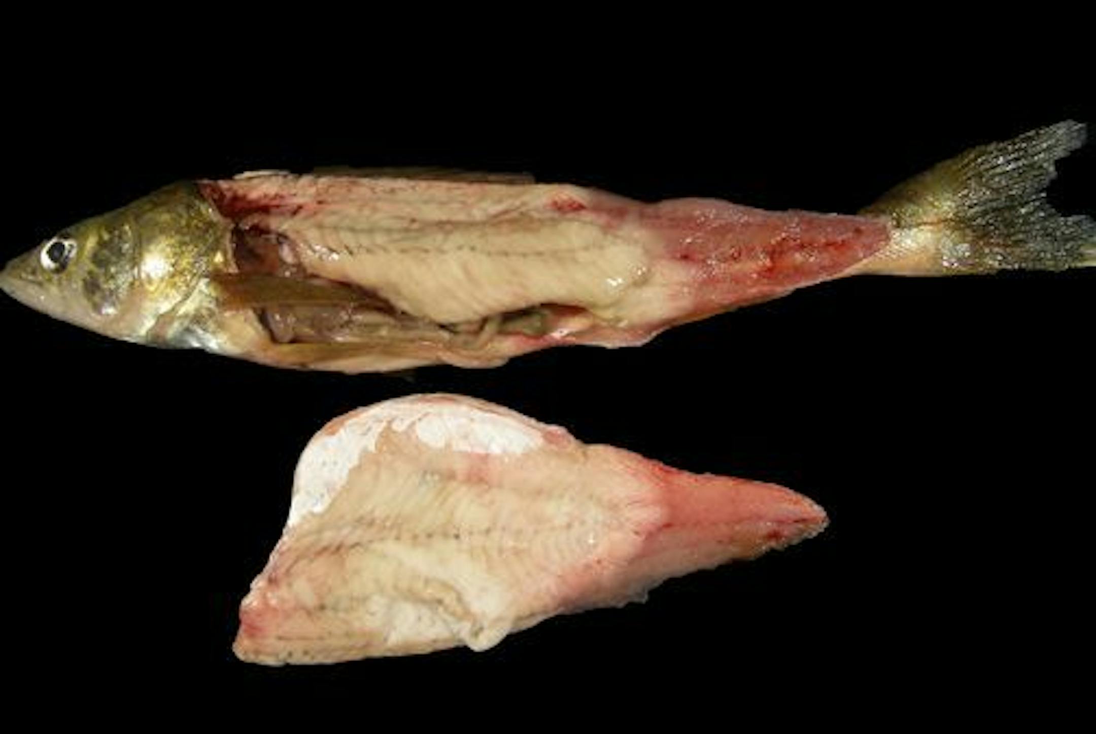 After more than a decade, researchers have renewed studies on a malicious fish parasite that slowly liquefies muscle cells, ruining the filet. The parasite, called Heterosporis, is commonly found in north central Minnesota and northeastern Wisconsin, where it has befuddled anglers who catch fish with the freezer burnt appearance. Yellow perch are some of the most widely affected by the disease, which turns the filet opaque white instead of translucent and is often observed only after its been cl