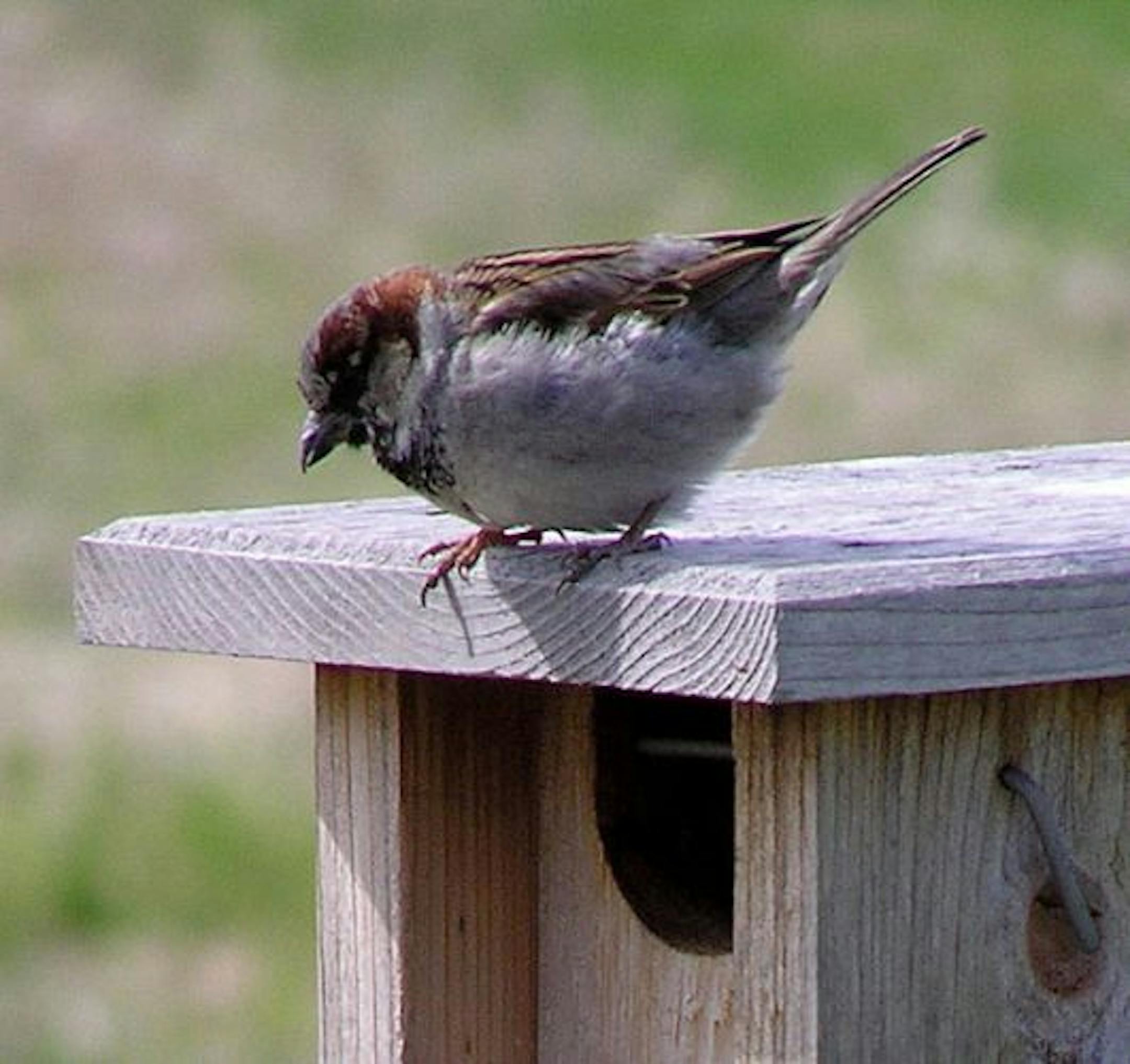 House sparrow