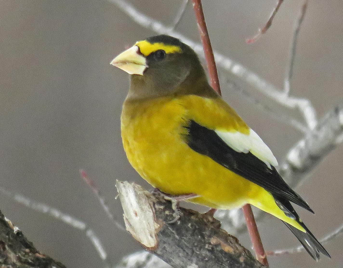 Courtesy of Rich Hoeg Evening Grosbeak