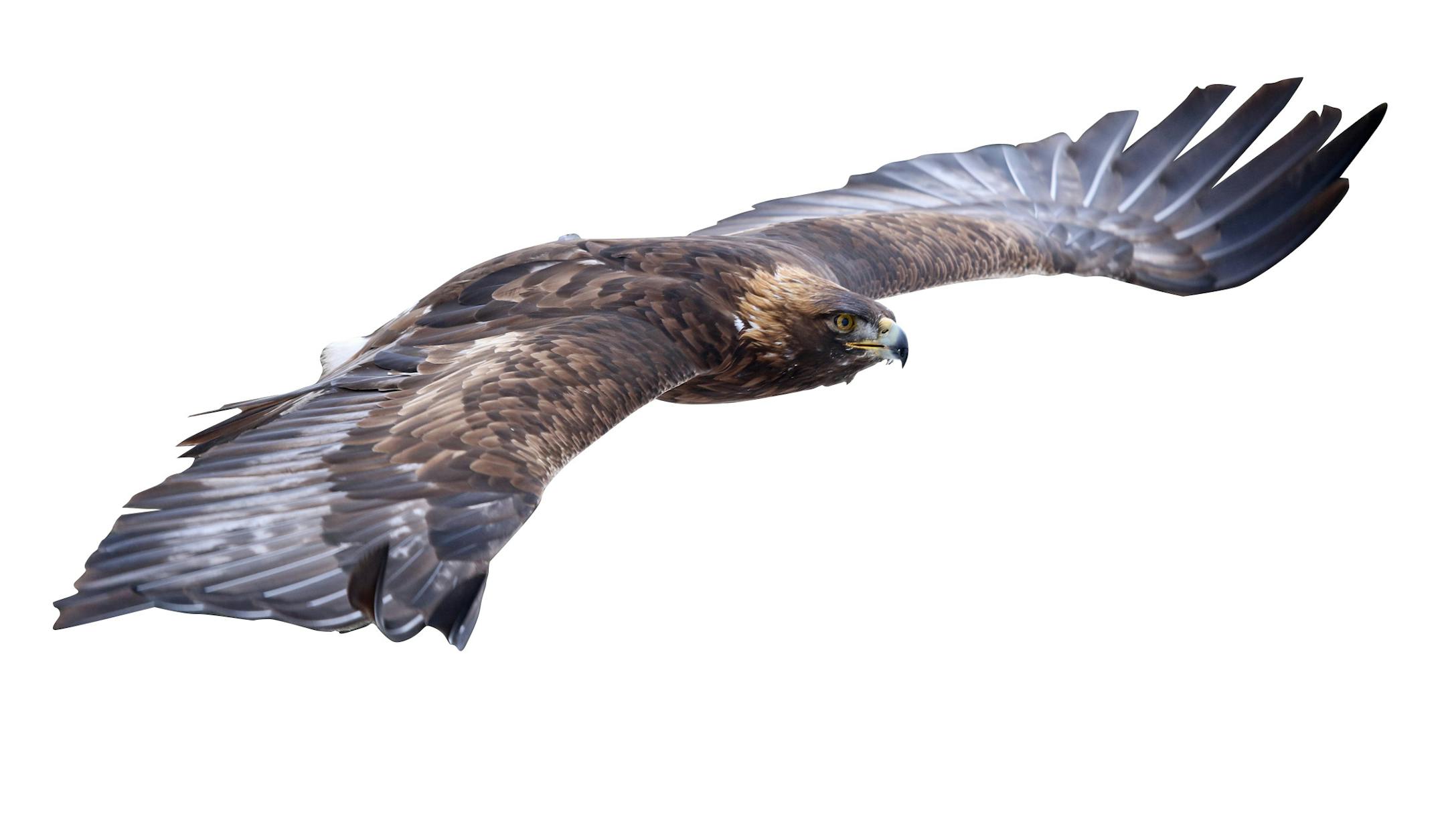 A Golden Eagle (Aquila chrysaetos) flying through the air.