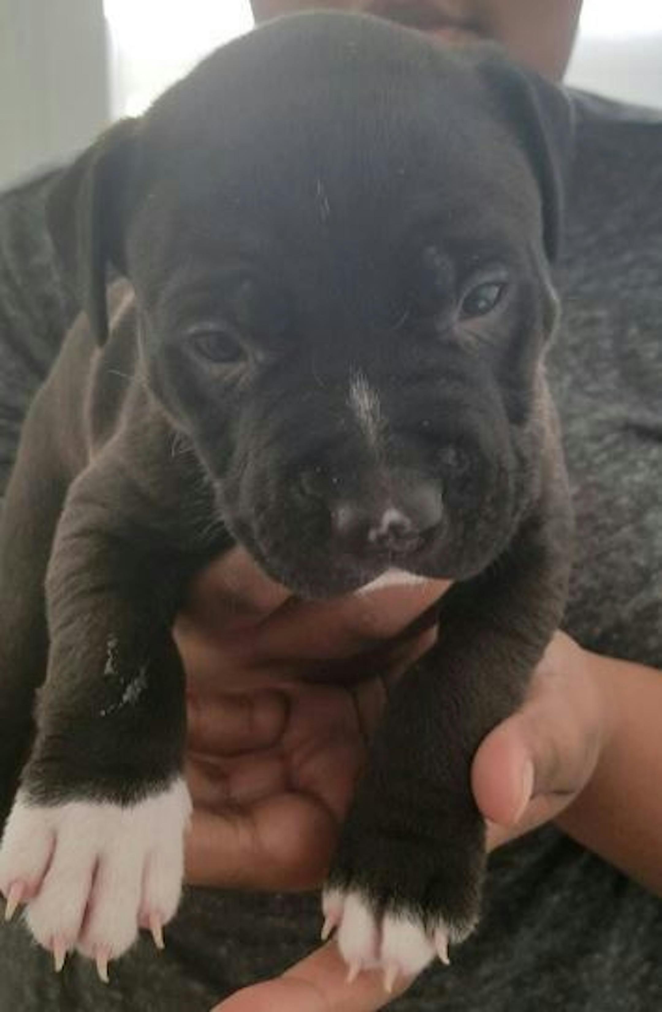 The victim of the robbery near 39th Street and Grand Avenue S. was posting photos of the puppy with the hope that someone who see her pet.
