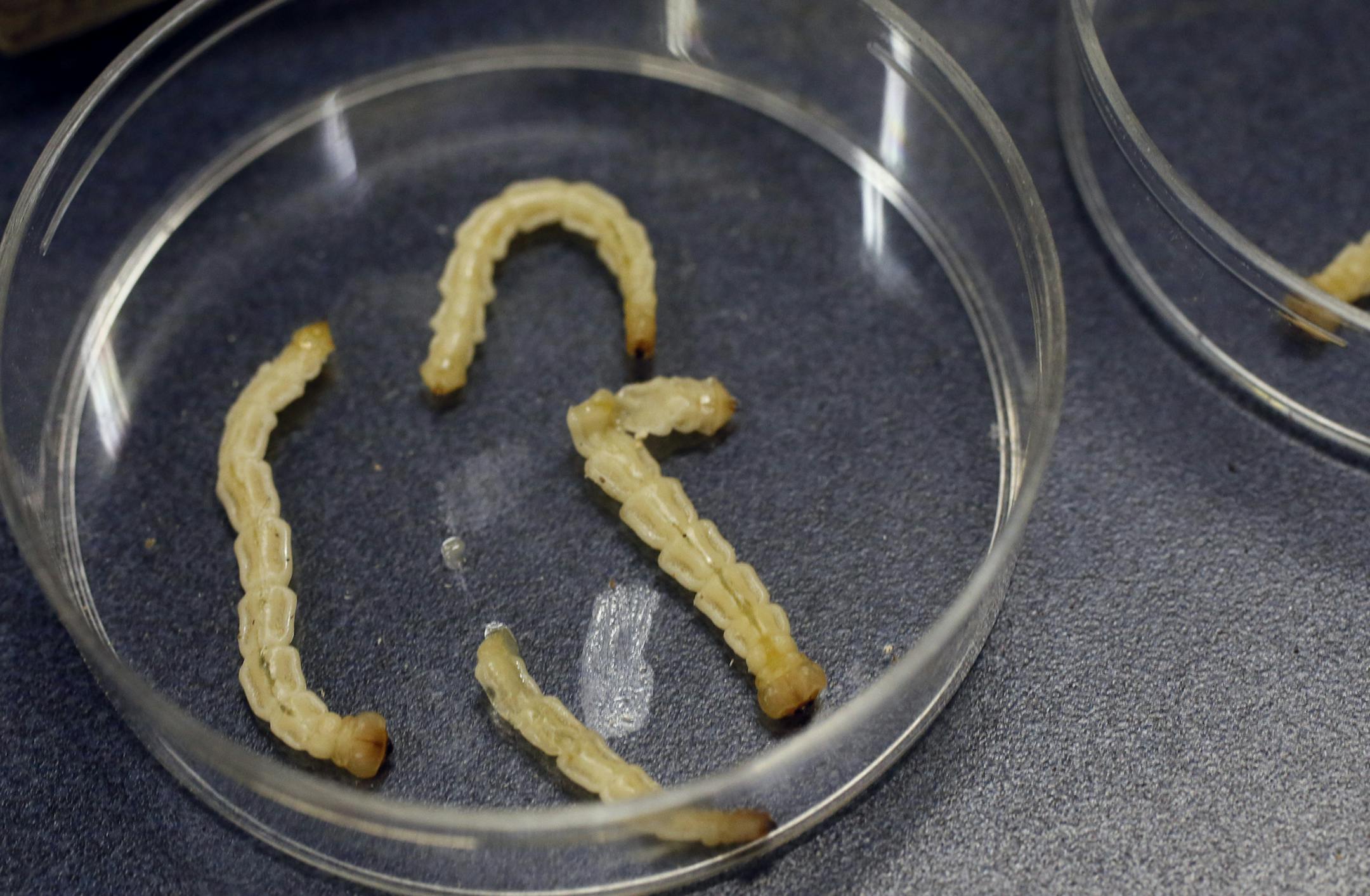 Even with a partial kill-off of the larvae, Minneapolis officials say the city still plans to remove 40,000 trees over the next eight years.