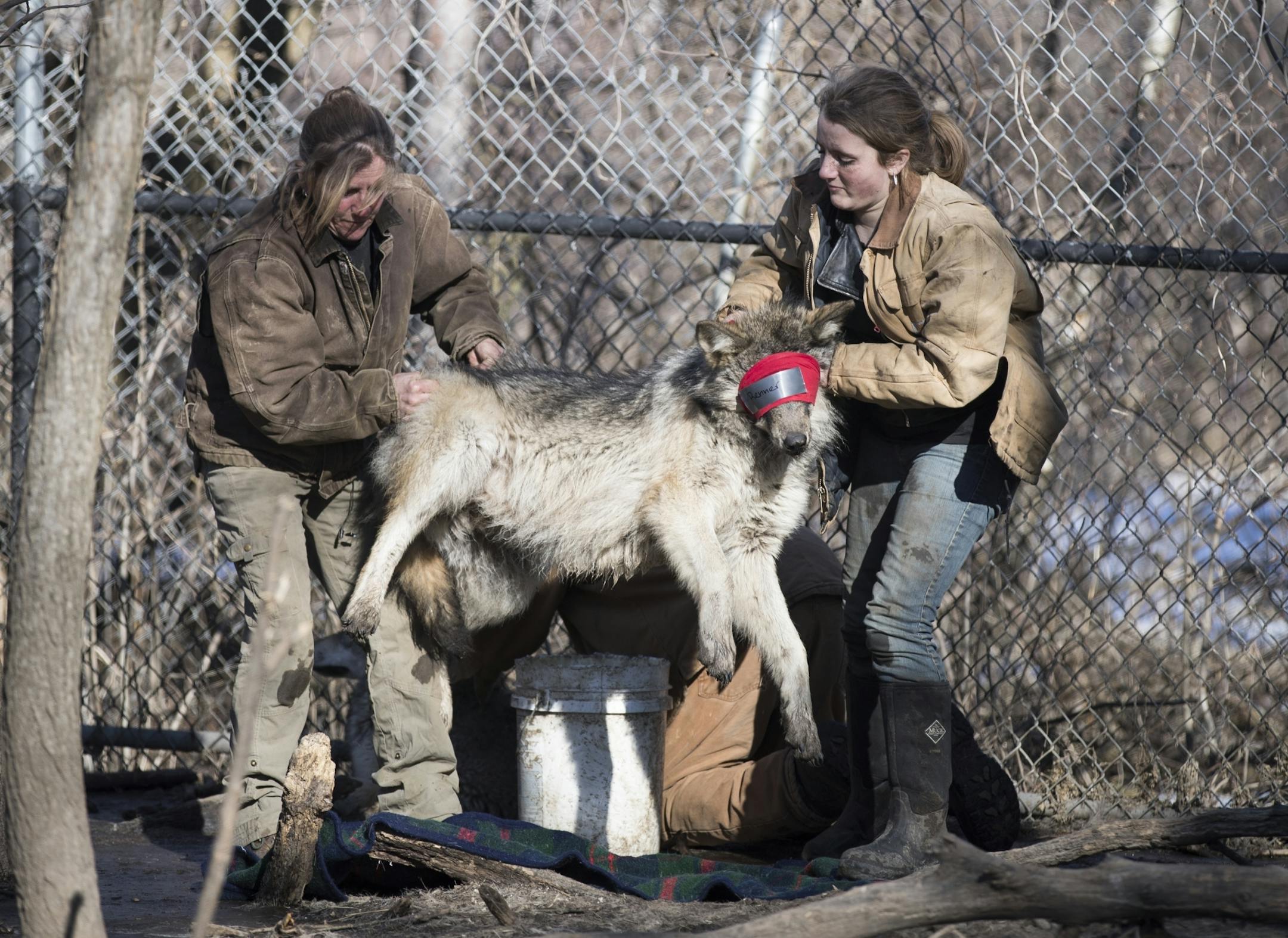 Executive director Peggy Callahan, left, and her daughter Megan Callahan-Beckel, 17, move a wolf after it was anesthetized.