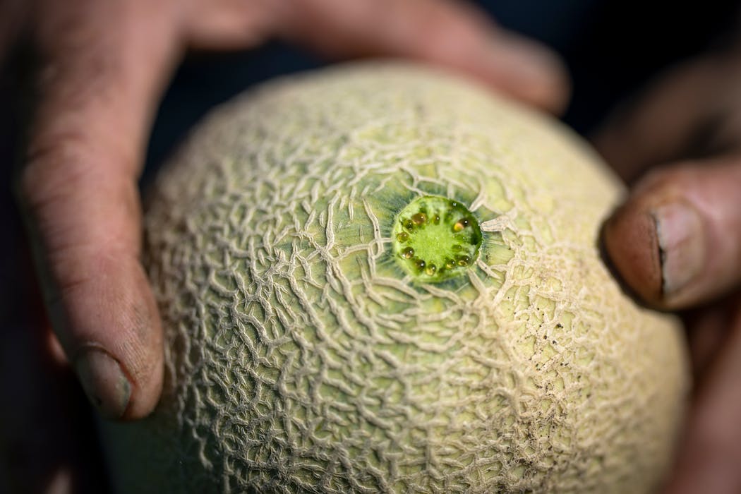 Jeff Nistler showed the stem of the melon, which is the side you should smell for ripeness.