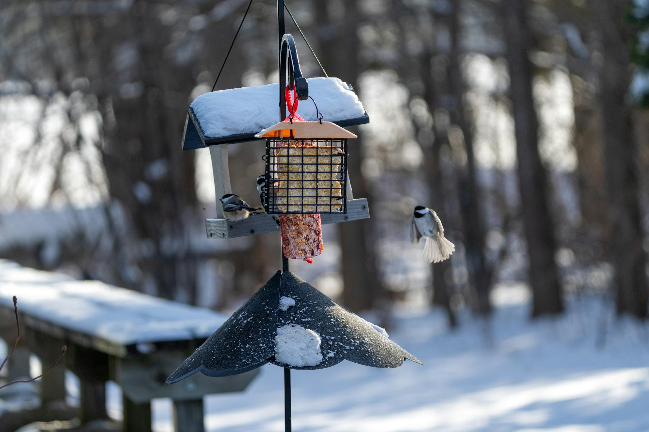 Black-capped Chickadees and a Downy Woodpecker visit bird feeders on Dec. 14, 2025.