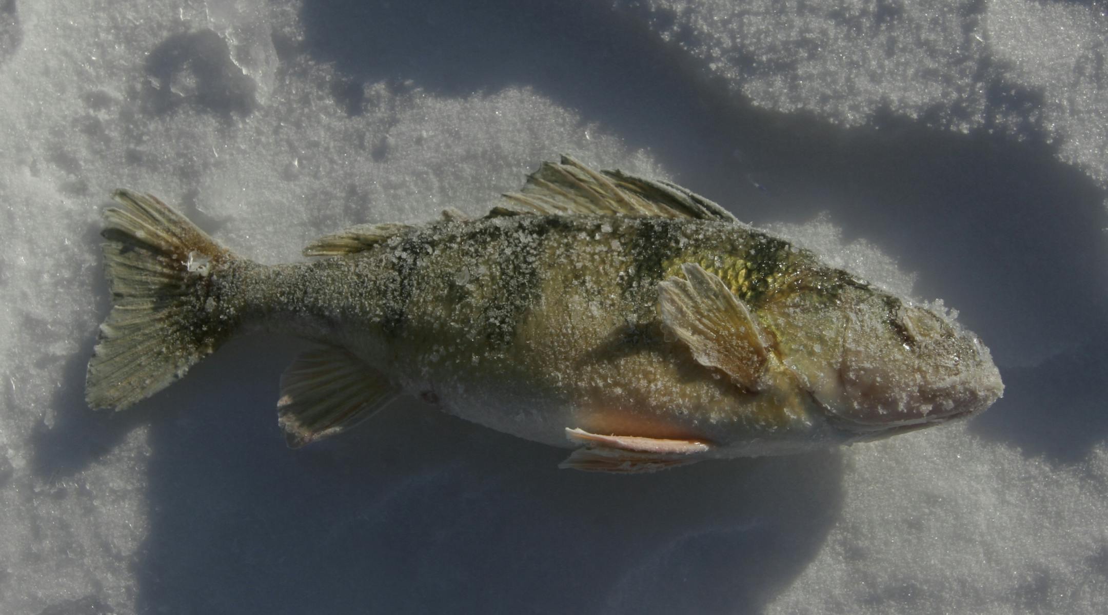 Doug Smith/Star Tribune; Jan. 23, 2014; Leech Lake, Mn. On a day wnen the windchill hig minus 30, a perch is quick-frozen on Leech Lake.