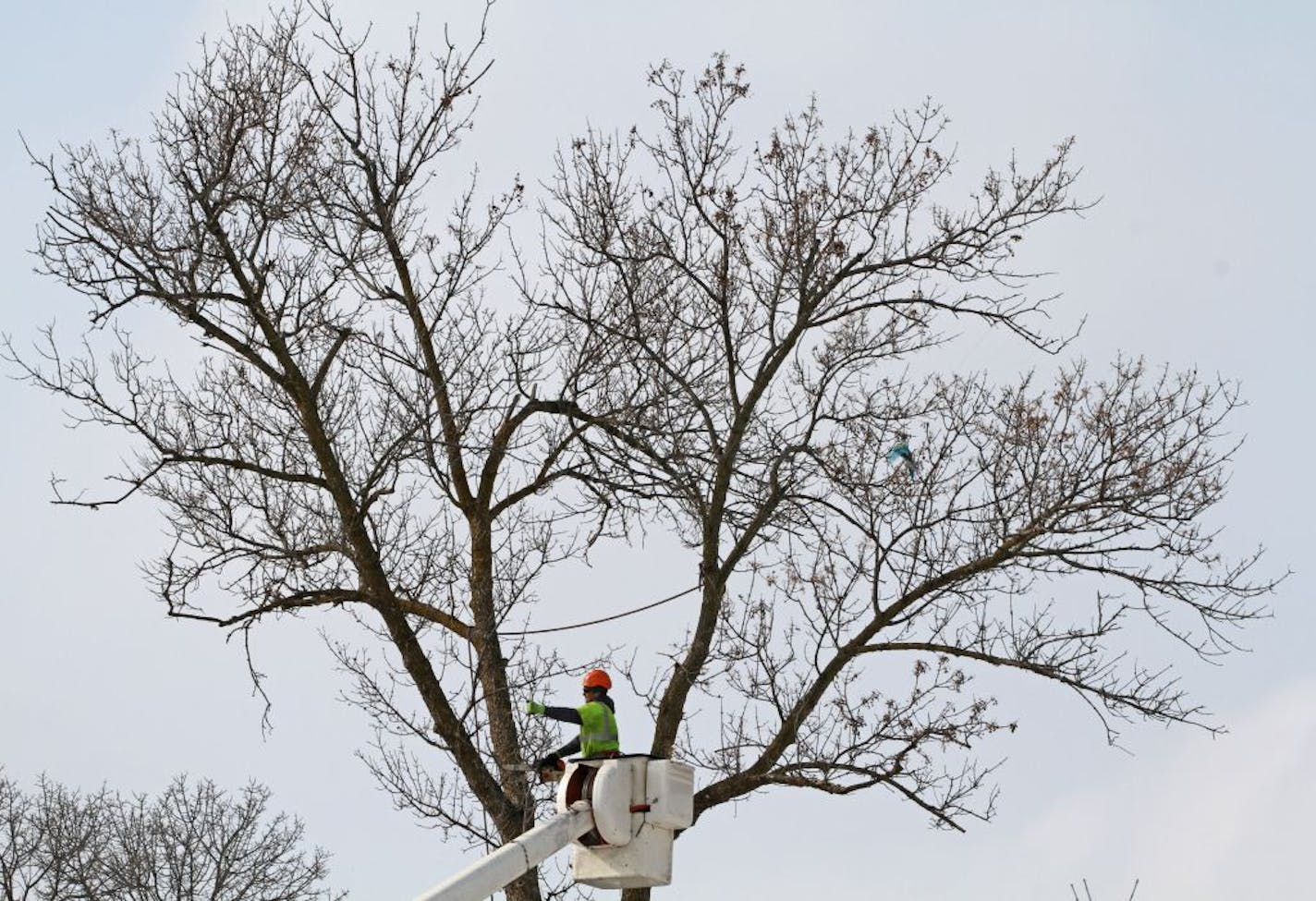 St. Paul public works crew used lifts to top off ash trees, as they continued the structured cutting down of boulevard ash trees near the intersection of Reaney and Van Dyke in St. Paul. The city plans on removing 1100 or more declining ash trees by the end of 2011, in a hope to curb the spread of the emerald ash beetle. Over 200 public ash trees will be removed on both the east side of St. Paul and Highland park this spring and then start again in the fall.