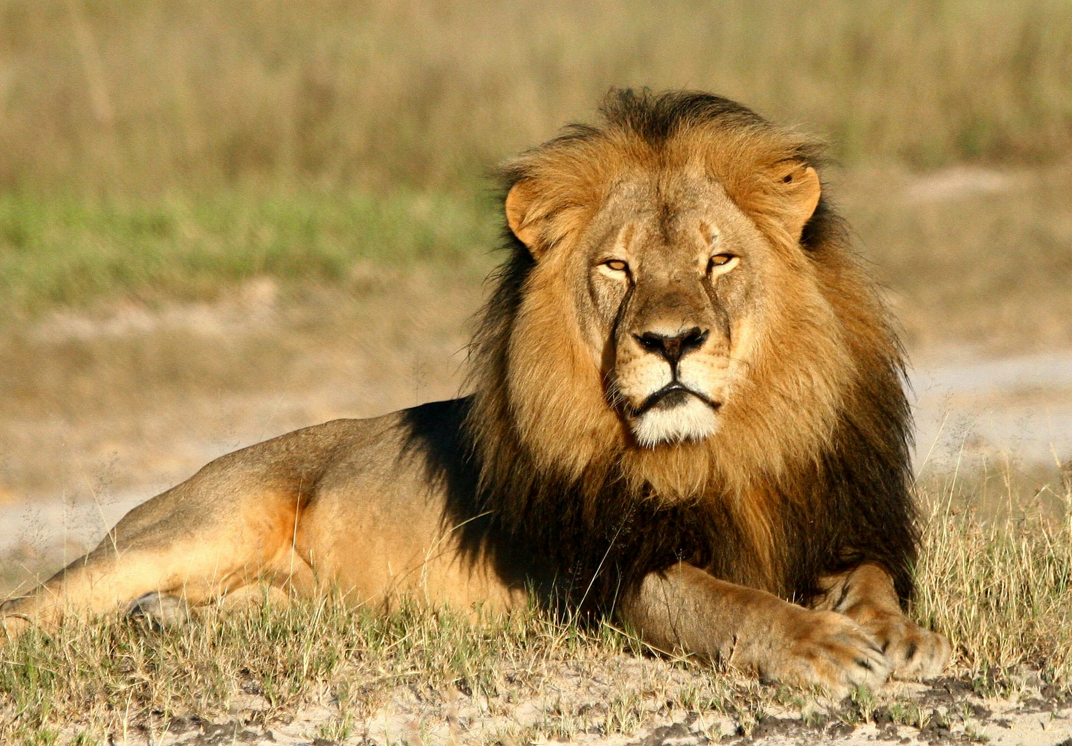 Protesters at a Safari Club International convention Saturday in Brooklyn Park alluded to the event's connection to Walter Palmer, the Minneapolis dentist whose killing of Cecil the Lion in Zimbabwe stirred international controversy last summer. But the organization says it has no connection to Palmer.