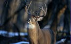 DNR has spent $14 million in tax dollars to combat the spread of chronic wasting disease among wild deer. The agency’s biologists have linked some o