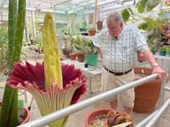 A professor looks at a 54-inch tall blooming corpse flower in a greenhouse at Gustavus Adolphus College.