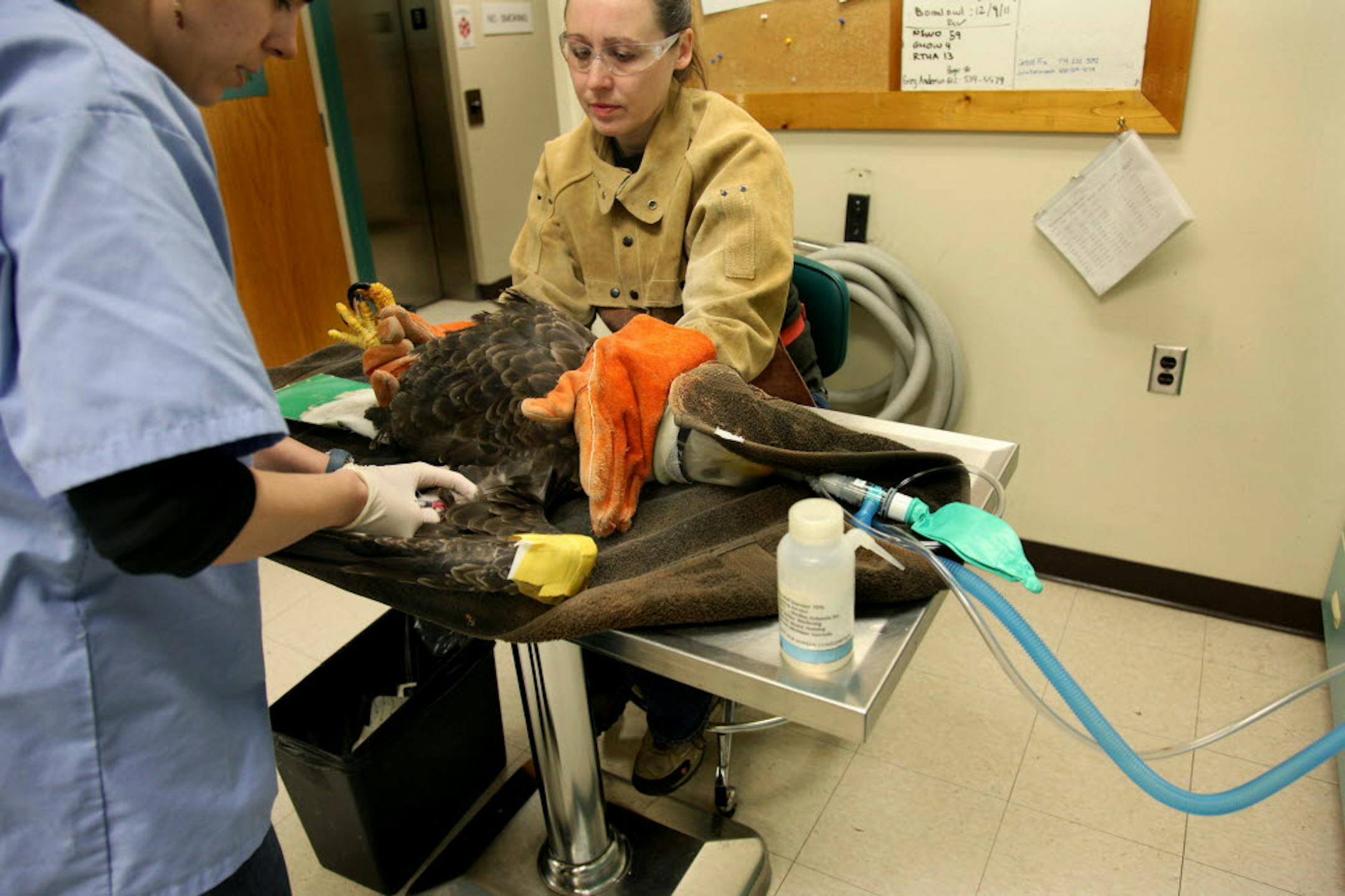 Jan. 6, 2012: Dr. Irene Bueno took blood samples as University of Minnesota Raptor Center animal handler Kelly Scott held an eagle for lead testing.