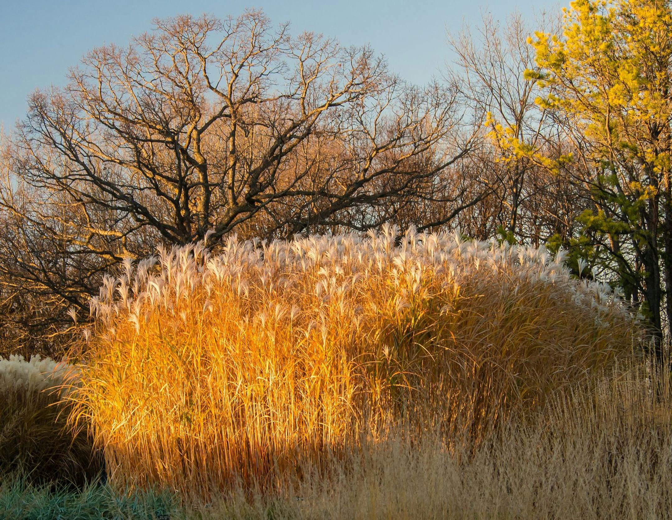 Ornamental grasses at the Arb