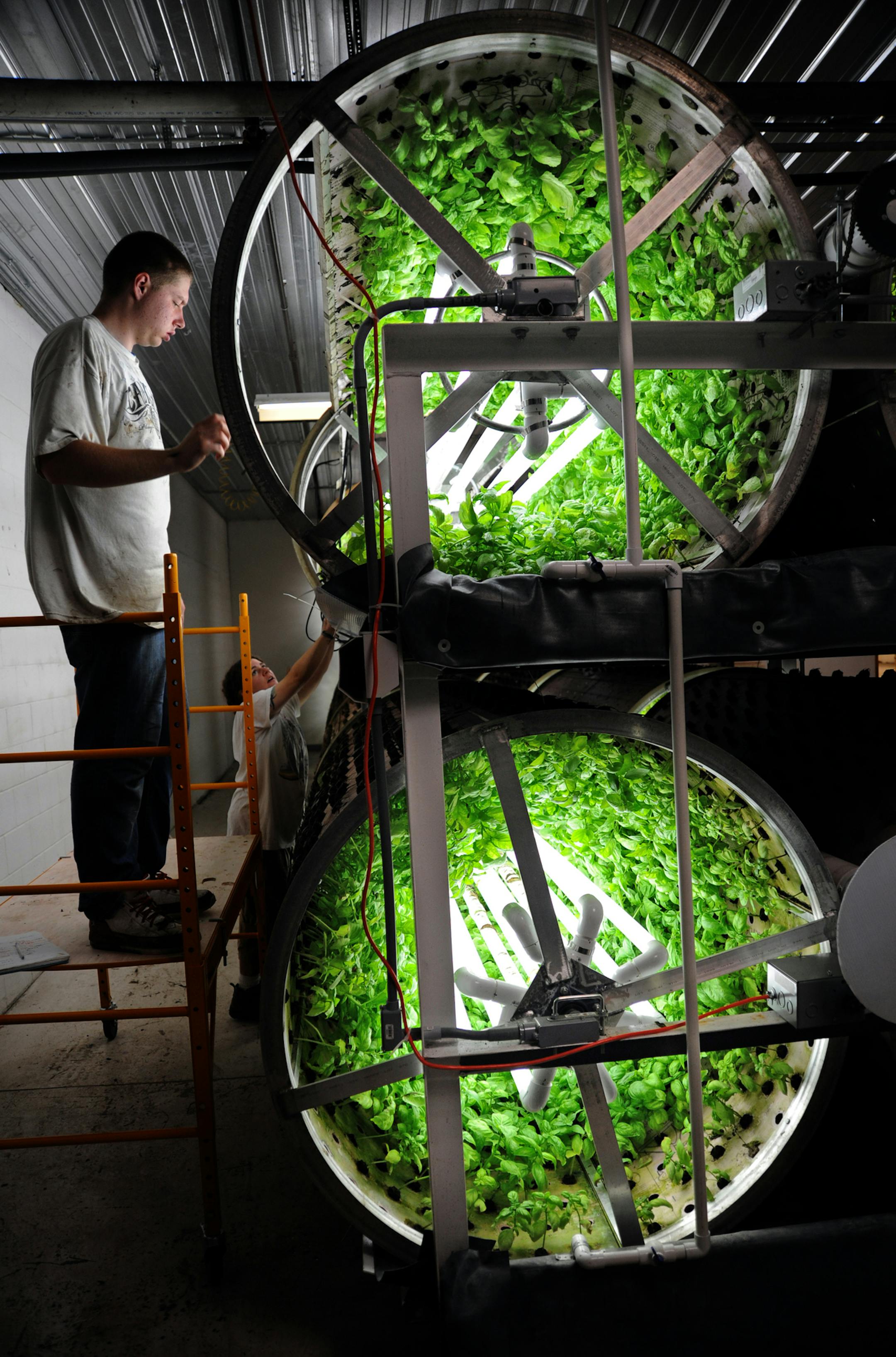 Garden Fresh Farms was started in 2010 by Dave & DJ Roeser in a 20,000 sq ft warehouse in Maplewood MN. They have developed several systems to grow herbs and produce using sustainable methods indoors for consistent year round growth. in a futuristic envirornment, Tyler Dennie on the left and Jenn Rykowski work on tubes that hold basil. In the permaculture system these tubes rotate once every 45 minutes where the bare root of the plant is watered and fertilized .] Richard.Sennott@startribune.com