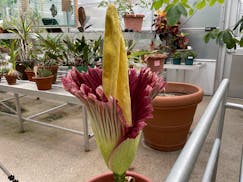 A stinky corpse flower blooms at Gustavus Adolphus College on Sunday in St. Peter, Minn.