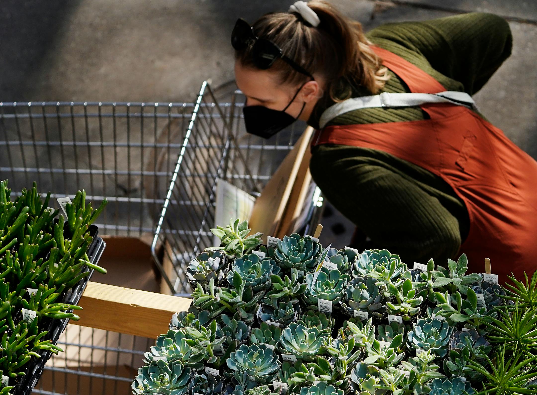 A shopper strolled by succulent plants at the Friends School of Minnesota fundraiser plant sale.