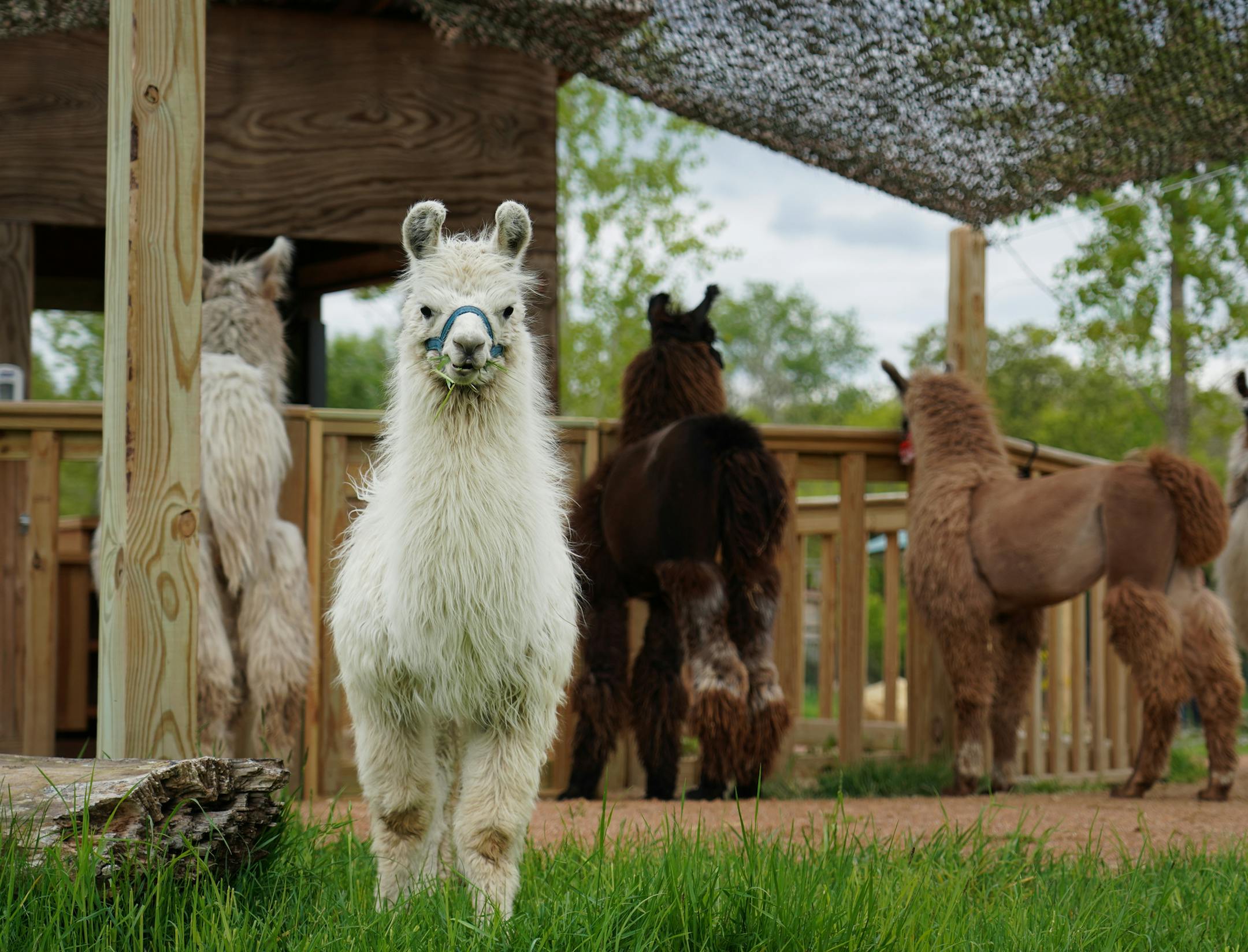 The Minnesota Zoo is preparing to open its latest exhibit 'Llama Trek' featuring 20 llamas on loan from Carlson's Loveable Llamas in Waconia. One of the appealing features of the exhibit is that the llamas will be free to roam alongside visitors. Llamas can also be walked on leash for a 'trek.' Other South American native animals inside the Llama Trek exhibit include guinea pigs and rheas, which are large flightless birds. The guinea pigs, which are all rescues from Piggy Haven Rescue, are in an
