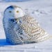 As of last week more than 200 snowy owls had been reported in Minnesota so far this winter. Snowy owls often hunt during the daytime. They prefer to i