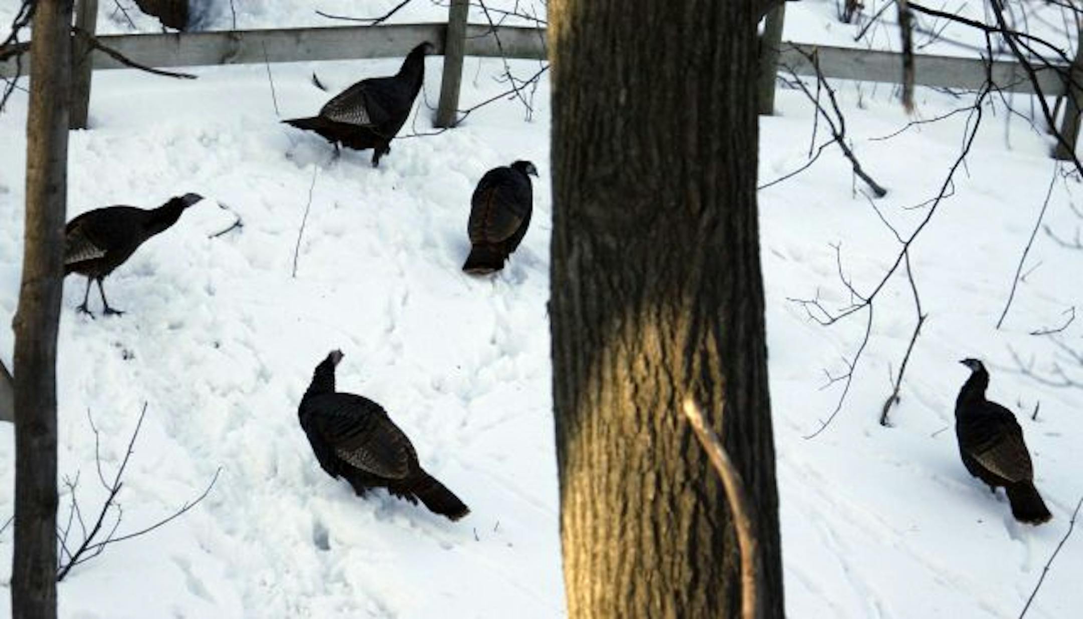 Earlier in March, turkeys congregated in a wooded area off of Brigadoon Drive, above Snail Lake in Shoreview.