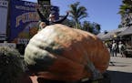 Travis Gienger, of Anoka, has grown the largest pumpkin in North America in 2020 weighing in at 2,350 pounds at the Safeway World Championship Pumpkin