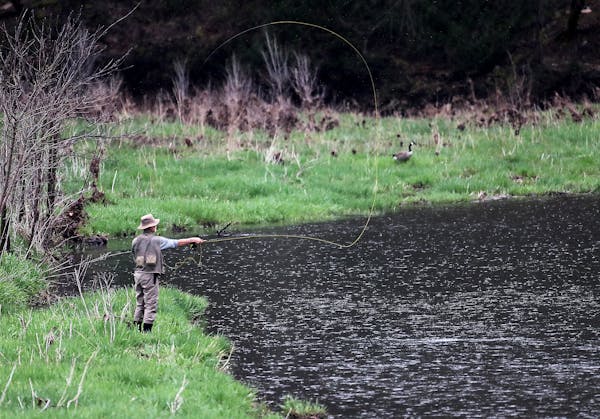 A fly fisher casts his line in the waters of the South Branch of the Root River in Forestville/Mystery State Park Saturday, April 15, 2017, in Preston