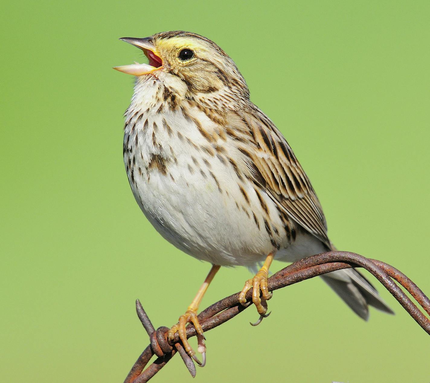 Savannah Sparrow is singing from a barbed wire perch.