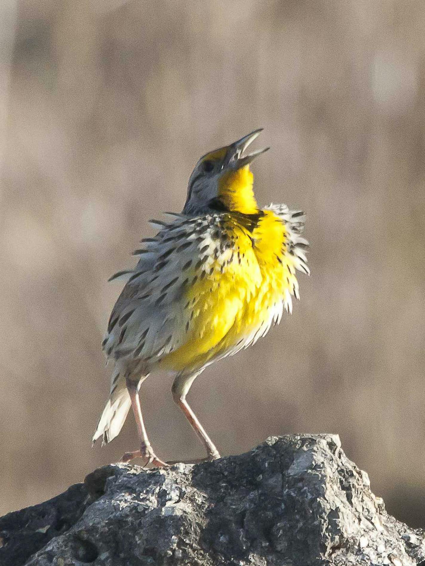 Photo by Carrol Henderson. Eastern Meadowlark.